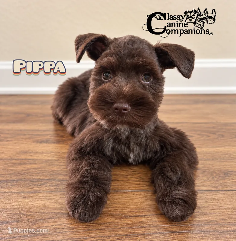 Pippa – Miniature Schnauzer puppy for sale in Park Hill, OK