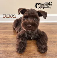 Pippa, a female Miniature Schnauzer for sale in Park Hill, OK – 1 of 1