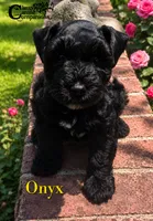 Onyx (AKC), a male Miniature Schnauzer for sale in Park Hill, OK – 5 of 5