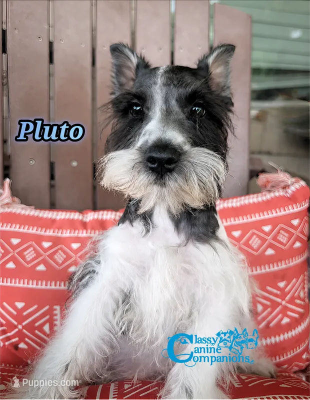 Pluto – Schnoodle puppy for sale in Park Hill, OK
