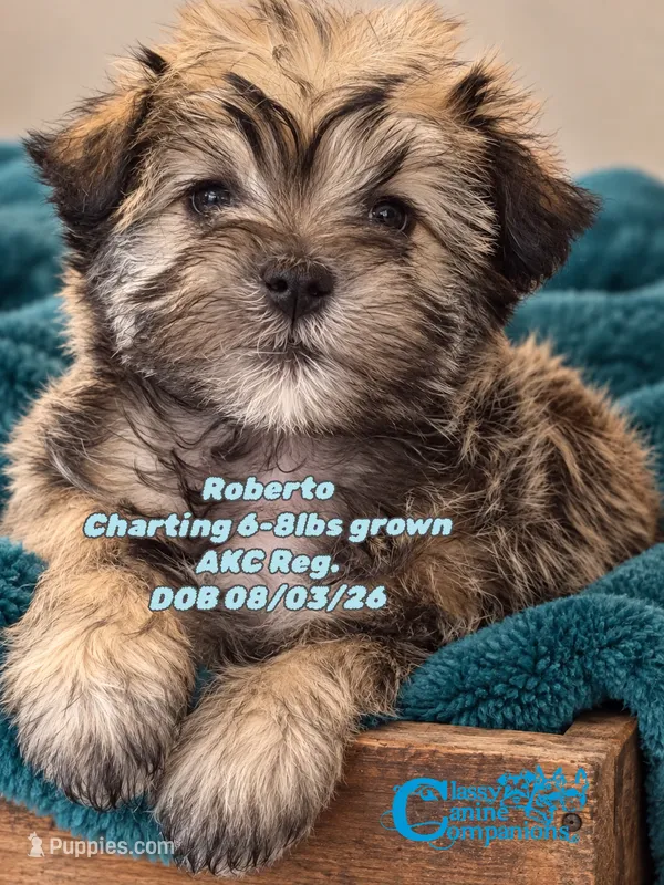 Roberto – Miniature Schnauzer puppy for sale in Park Hill, OK