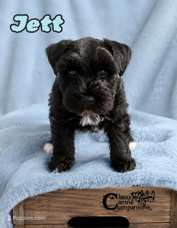 Jett (AKC) – Miniature Schnauzer puppy for sale in Park Hill, OK