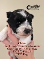Claire (CKC Reg) , a female Miniature Schnauzer for sale in Park Hill, OK – 2 of 3