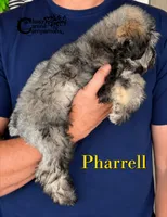Pharrell , a male Miniature Schnauzer for sale in Park Hill, OK – 2 of 4