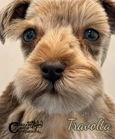 Travolta blue eyes (charting 9-11lbs grown), a male Miniature Schnauzer for sale in Park Hill, OK – 3 of 4