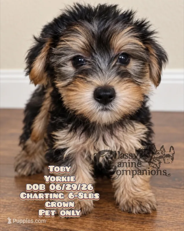 Toby – Yorkshire Terrier puppy for sale in Park Hill, OK