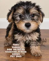 Toby, a male Yorkshire Terrier for sale in Park Hill, OK – 1 of 1