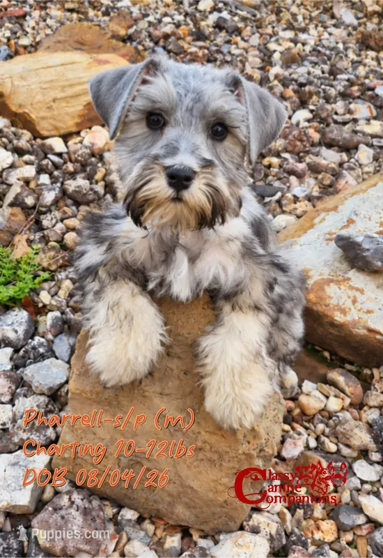 Pharrell  – Miniature Schnauzer puppy for sale in Park Hill, OK