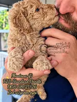 Montana F2B Doodle, a female Aussiedoodle for sale in Park Hill, OK – 3 of 3