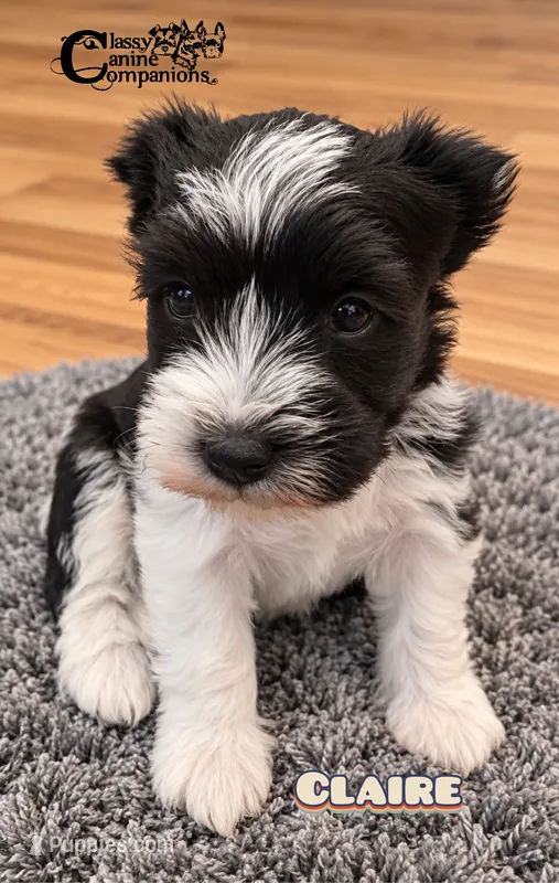 Claire (CKC Reg)  – Miniature Schnauzer puppy for sale in Park Hill, OK