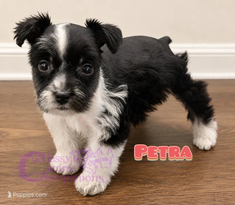 Petra (charting 9-11lbs grown) – Miniature Schnauzer puppy for sale in Park Hill, OK