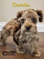 Travolta blue eyes (charting 9-11lbs grown), a male Miniature Schnauzer for sale in Park Hill, OK – 4 of 4