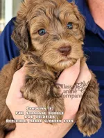 Carolina F2B Doodle, a female Aussiedoodle for sale in Park Hill, OK – 2 of 2