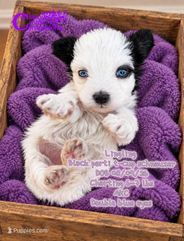 Lingling (blue eyes) t-cup – Miniature Schnauzer puppy for sale in Park Hill, OK
