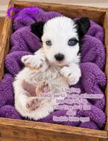 Lingling (blue eyes) t-cup, a female Miniature Schnauzer for sale in Park Hill, OK – 1 of 3