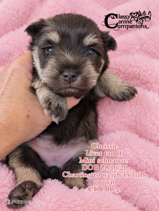Crissie (charting 15-17lbs grown) CKC Reg – Miniature Schnauzer puppy for sale in Park Hill, OK