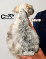 Elvis (blue eye platinum merle charting 8-10lbs), a male Miniature Schnauzer for sale in Park Hill, OK – 4 of 4