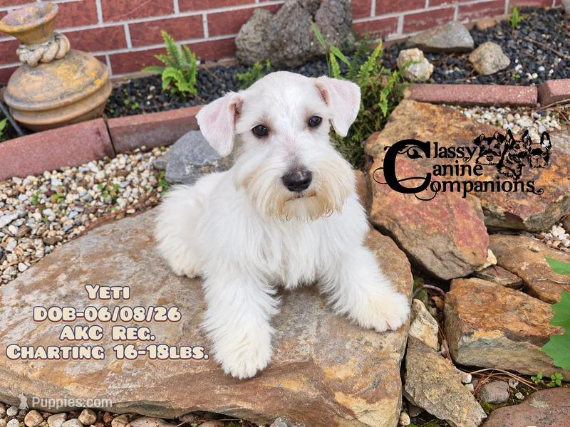 Yeti (AKC) – Miniature Schnauzer puppy for sale in Park Hill, OK