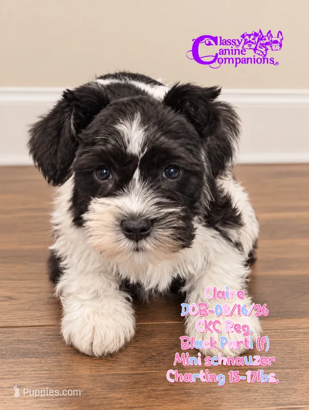 Claire  – Miniature Schnauzer puppy for sale in Park Hill, OK