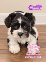 Claire , a female Miniature Schnauzer for sale in Park Hill, OK – 1 of 3