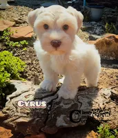 Cyrus (AKC), a male Miniature Schnauzer for sale in Park Hill, OK – 5 of 7