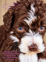 Georgia F2B Doodle (runt), a female Aussiedoodle for sale in Park Hill, OK – 3 of 3