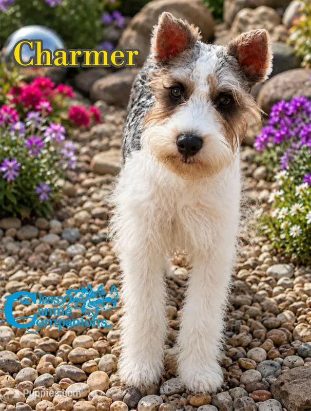 8-ball – Schnoodle puppy for sale in Park Hill, OK