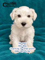 He-man, a male Miniature Schnauzer for sale in Park Hill, OK – 4 of 5