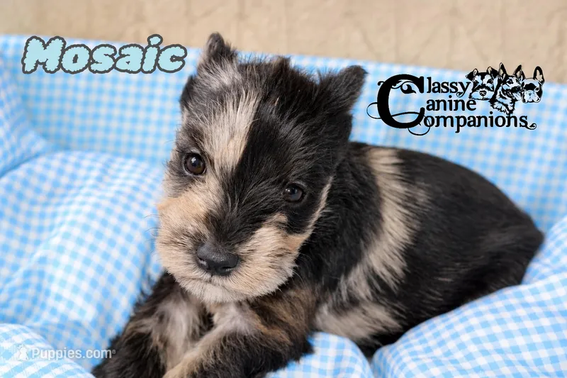 Mosaic – Miniature Schnauzer puppy for sale in Park Hill, OK