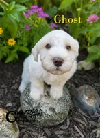 Ghost (AKC), a male Miniature Schnauzer for sale in Park Hill, OK – 2 of 5