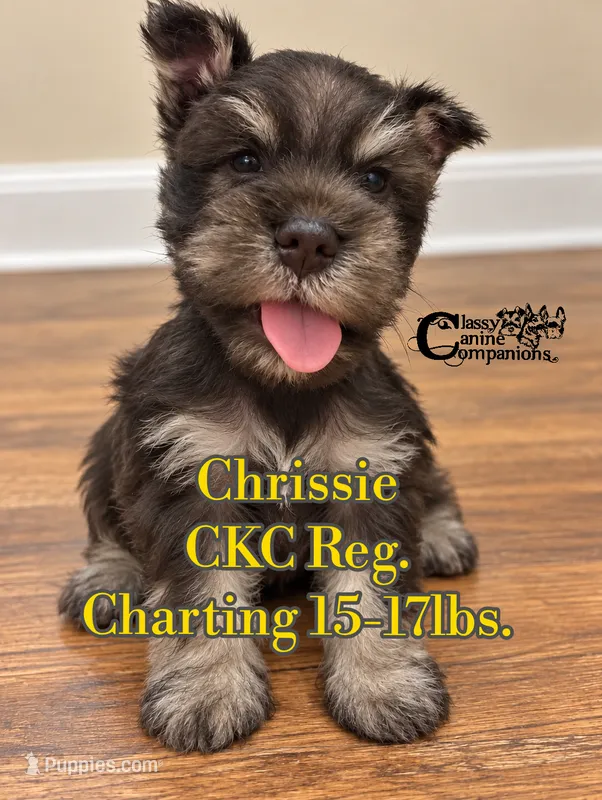 Chrissie  – Miniature Schnauzer puppy for sale in Park Hill, OK