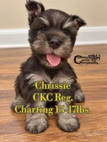 Chrissie , a female Miniature Schnauzer for sale in Park Hill, OK – 1 of 3