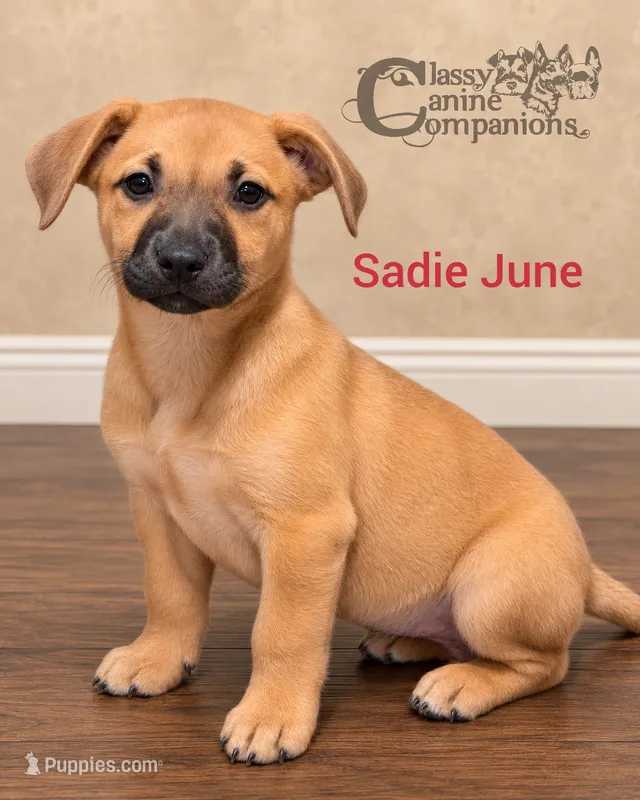 Sadie June – Chihuahua puppy for sale in Park Hill, OK