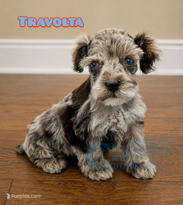 Travolta blue eyes (charting 9-11lbs grown) – Miniature Schnauzer puppy for sale in Park Hill, OK