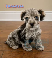Travolta blue eyes (charting 9-11lbs grown), a male Miniature Schnauzer for sale in Park Hill, OK – 1 of 4