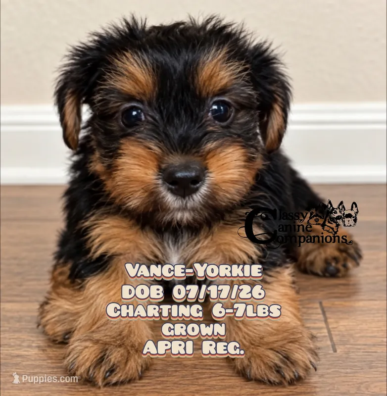 Vance – Yorkshire Terrier puppy for sale in Park Hill, OK