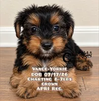 Vance, a male Yorkshire Terrier for sale in Park Hill, OK – 1 of 1