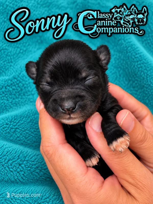 Sonny – Miniature Schnauzer puppy for sale in Park Hill, OK