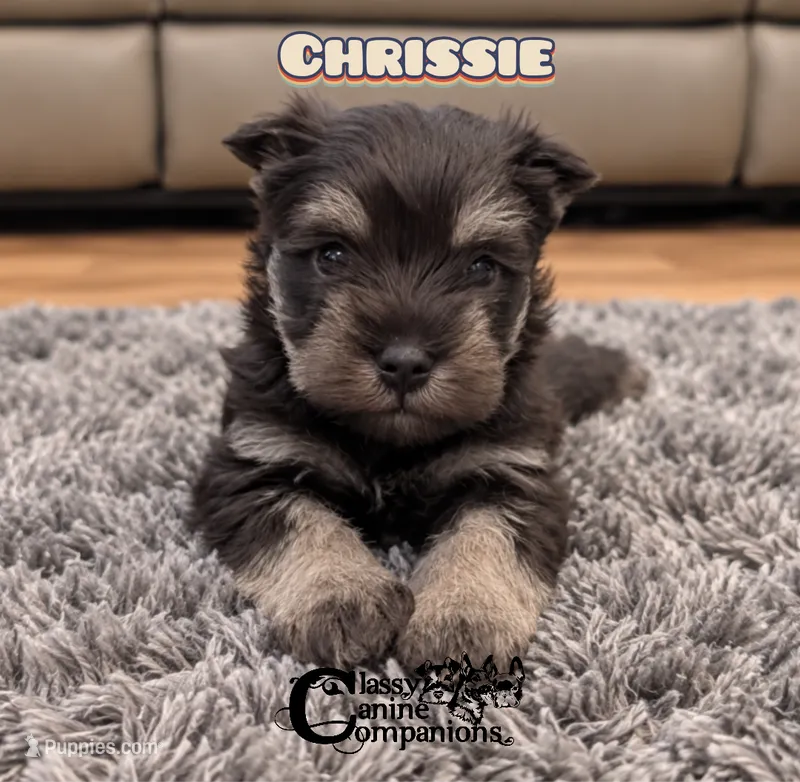 Crissie (charting 15-17lbs grown) CKC Reg – Miniature Schnauzer puppy for sale in Park Hill, OK