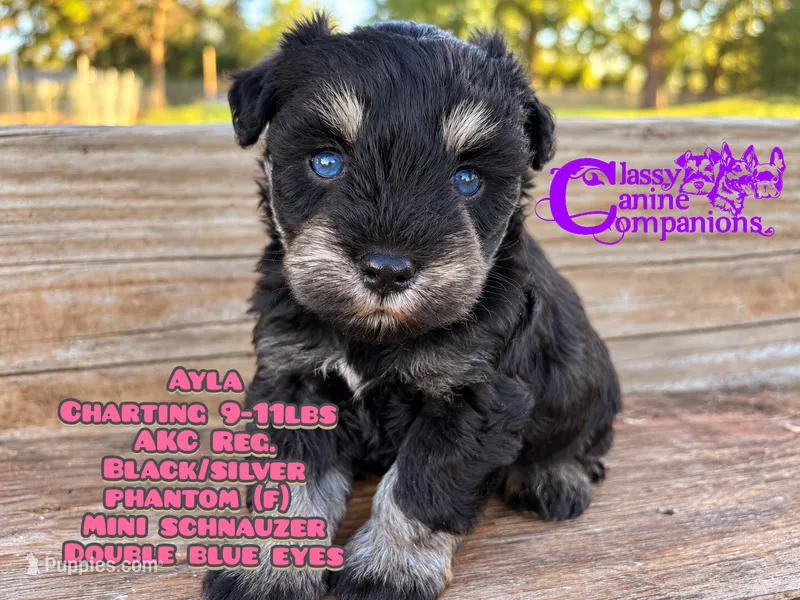 Ayla (blue eyes) – Miniature Schnauzer puppy for sale in Park Hill, OK