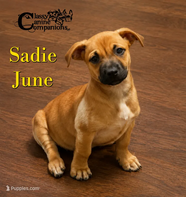 Sadie June – Basset Hound, Chihuahua puppy for sale in Park Hill, OK