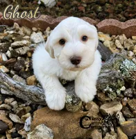 Ghost (AKC), a male Miniature Schnauzer for sale in Park Hill, OK – 3 of 5