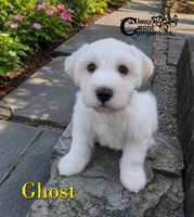 Ghost (AKC), a male Miniature Schnauzer for sale in Park Hill, OK – 5 of 5