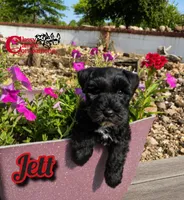 Jett (AKC), a male Miniature Schnauzer for sale in Park Hill, OK – 4 of 4