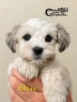 Elvis (blue eye platinum merle charting 8-10lbs), a male Miniature Schnauzer for sale in Park Hill, OK – 2 of 4