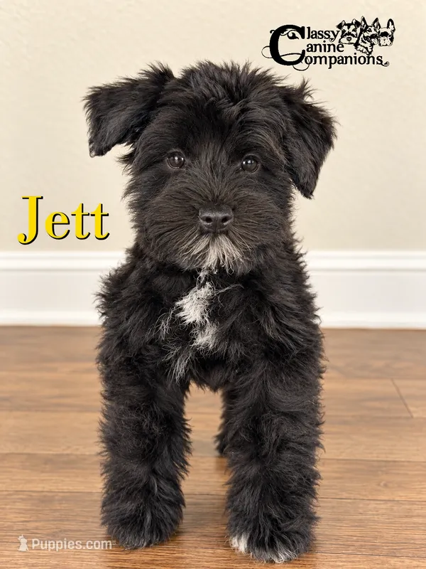 Jett (AKC) – Miniature Schnauzer puppy for sale in Park Hill, OK