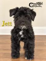 Jett (AKC), a male Miniature Schnauzer for sale in Park Hill, OK – 1 of 2