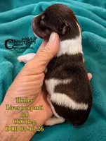 Hurley, a male Miniature Schnauzer for sale in Park Hill, OK – 2 of 3