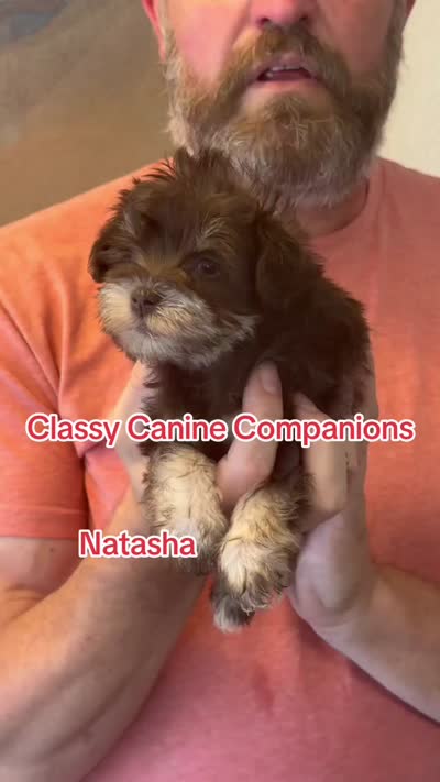 Natasha, a female Miniature Schnauzer for sale in Park Hill, OK – 4 of 4