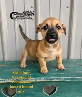 Sadie June, a female Chihuahua for sale in Park Hill, OK – 2 of 2